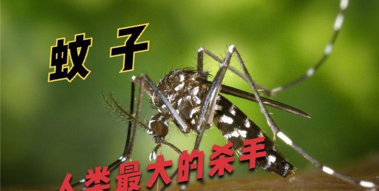 怎么把蚊子吸引出来