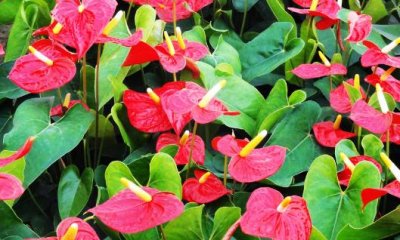 ​红掌是什么？红掌对家居环境的影响