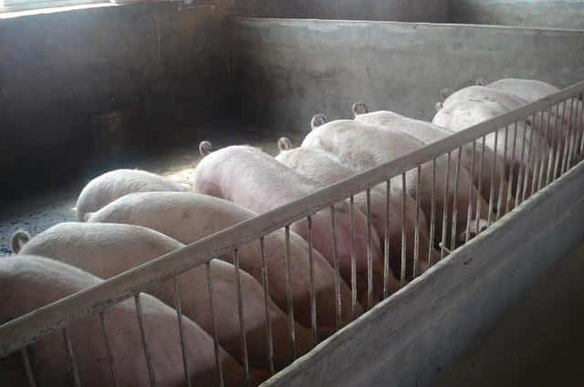 猪催肥用什么饲料添加剂好（猪催肥最简单方法）