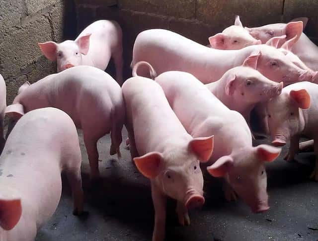 猪催肥用什么饲料添加剂好（猪催肥最简单方法）