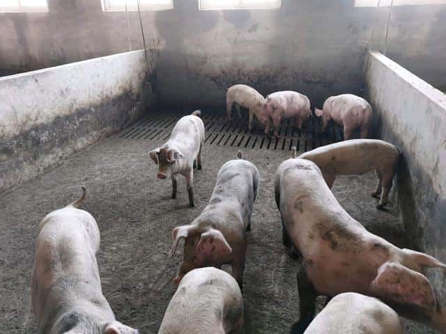 猪催肥用什么饲料添加剂好（猪催肥最简单方法）