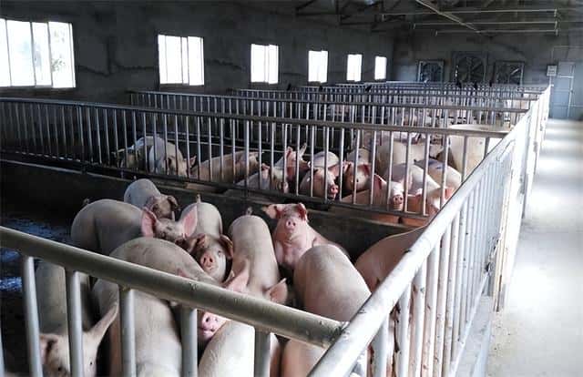 猪催肥用什么饲料添加剂好（猪催肥最简单方法）