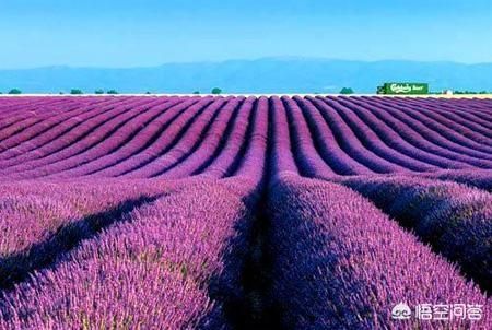 这颗薰衣草爱吃栗子微博-第2张图片-