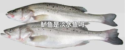 ​鲈鱼是淡水鱼吗