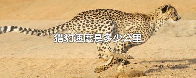 ​猎豹速度是多少公里