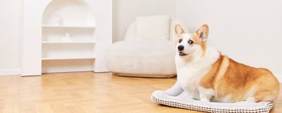 ​狗的特点 狗的特点100字