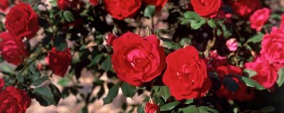 ​山茶花开花几天凋谢 山茶花花期几天