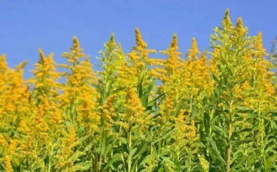 ​加拿大一枝黄花是什么花？加拿大一枝黄花能吃吗？