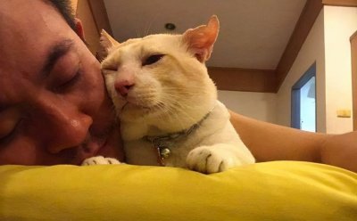 ​猫用头蹭人是什么意思（猫为什么会一直用头蹭主人）