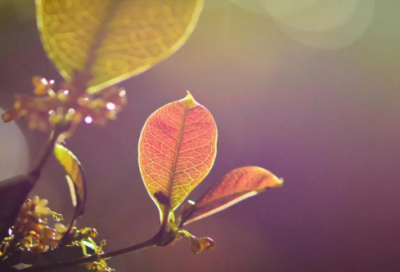 ​冒险岛家族名字(精选79个)