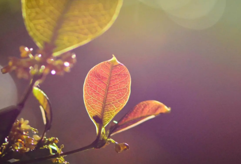 1692986252410867.png image.png