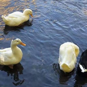 ​教师鼓励学生的语言