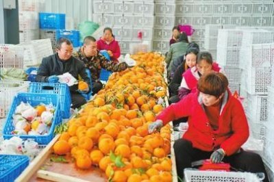 ​“迟到”的蒲江耙耙柑走俏市场