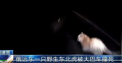 ​新疆的老虎，虎虎虎