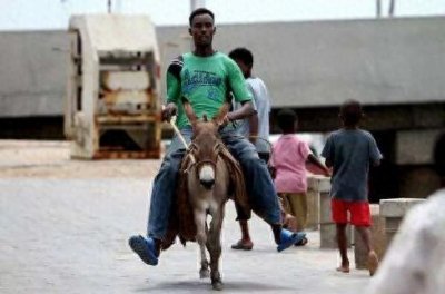 ​从帮手到致富——非洲毛驴的“那些年”