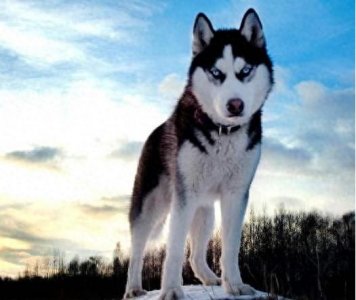 ​哈士奇掉毛厉害吗？如何缓解？