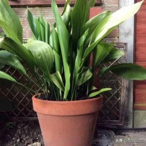 ​一叶兰开花了，花瓣像“魔鬼”，张着大嘴要吃人，简直丑到“爆”