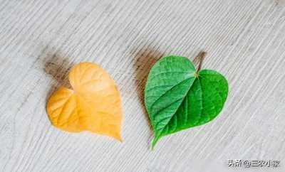 ​记忆中的“金帅”苹果，谁让它退出市场，又是否值得再度发展种植