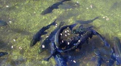 ​9年前重庆大爷在自家挖出鱼泉，靠卖鱼年入30万！如今怎么样了？