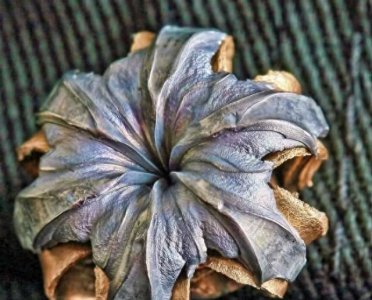 ​这种子弹看着就像孩子玩具，威力是达姆弹10倍，被称为最残忍子弹