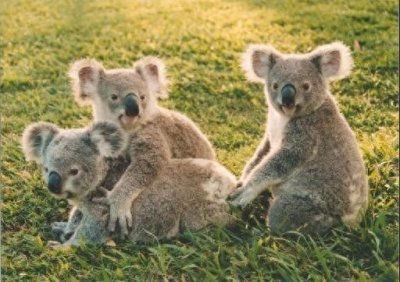 ​无尾熊到底是不是熊，你真的清楚吗