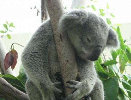 无尾熊到底是不是熊，你真的清楚吗