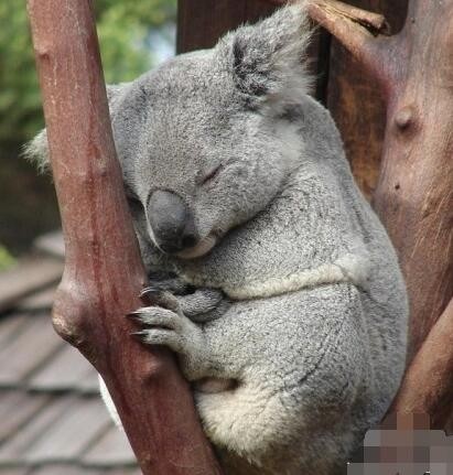 无尾熊到底是不是熊，你真的清楚吗