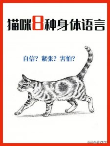 ​猫咪8种常见身体语言，一看就懂