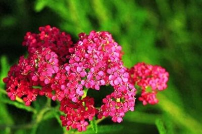 ​蓍草～植株低矮，花繁色艳，开花早，花期长，绿期长，观赏价值高