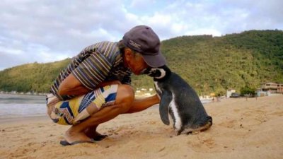 ​一只知恩图报的企鹅，每年游8千公里，只为看望恩人