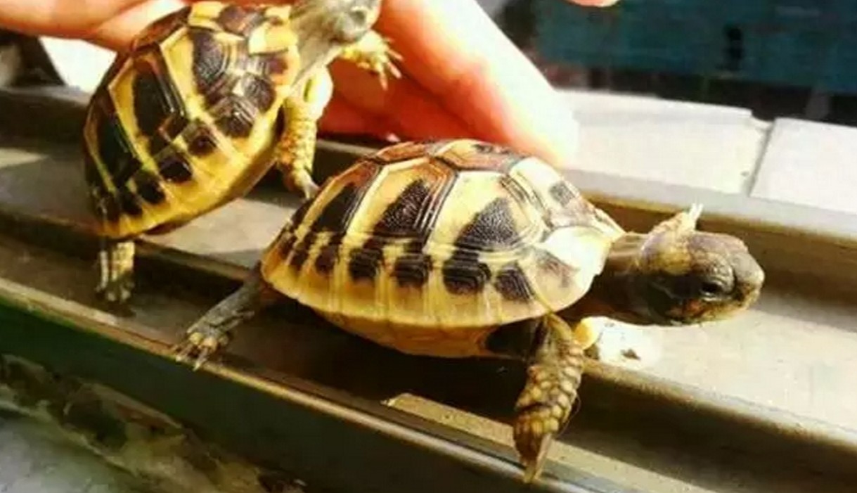 没有养过赫曼，都不好意思说自己是玩陆龟的，新手必备系列