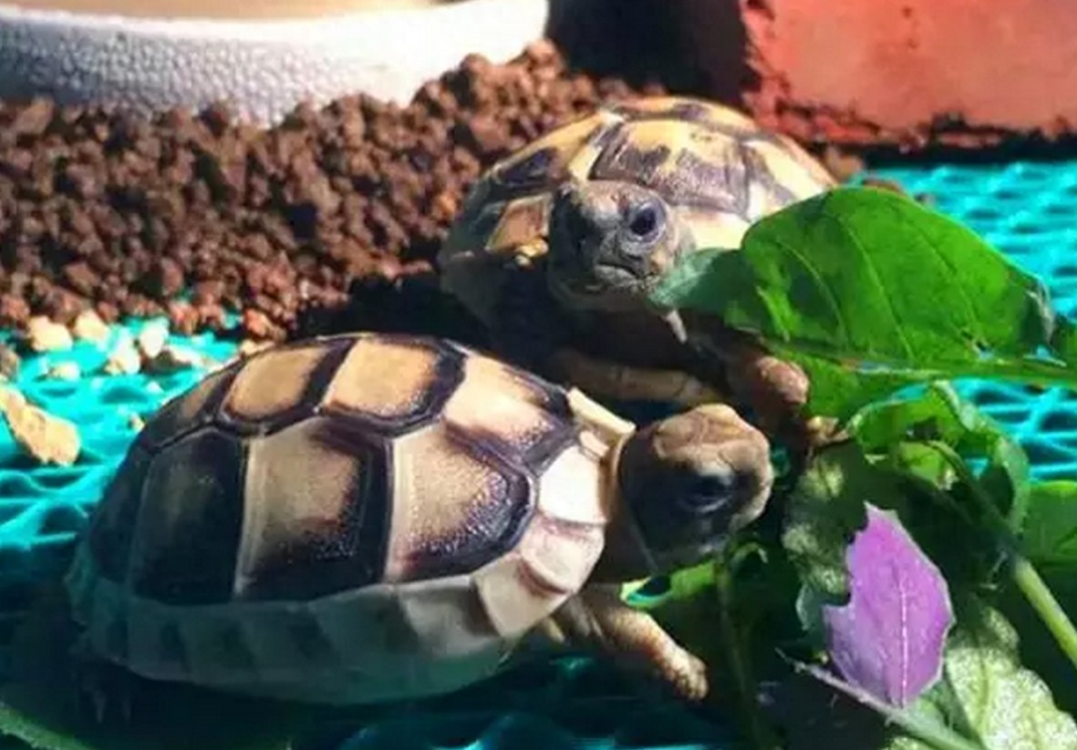 没有养过赫曼，都不好意思说自己是玩陆龟的，新手必备系列