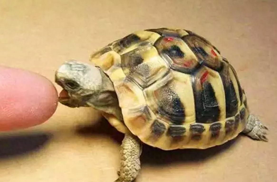 没有养过赫曼，都不好意思说自己是玩陆龟的，新手必备系列