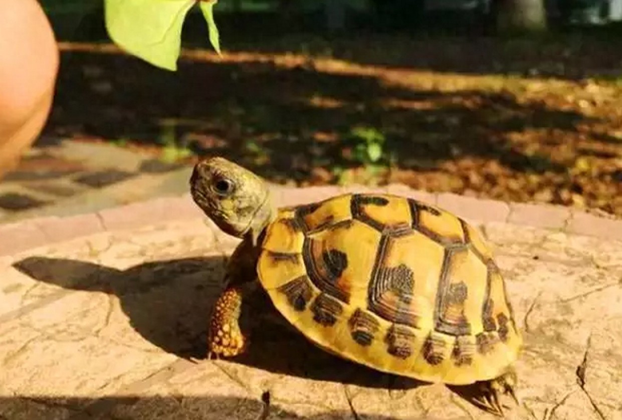 没有养过赫曼，都不好意思说自己是玩陆龟的，新手必备系列