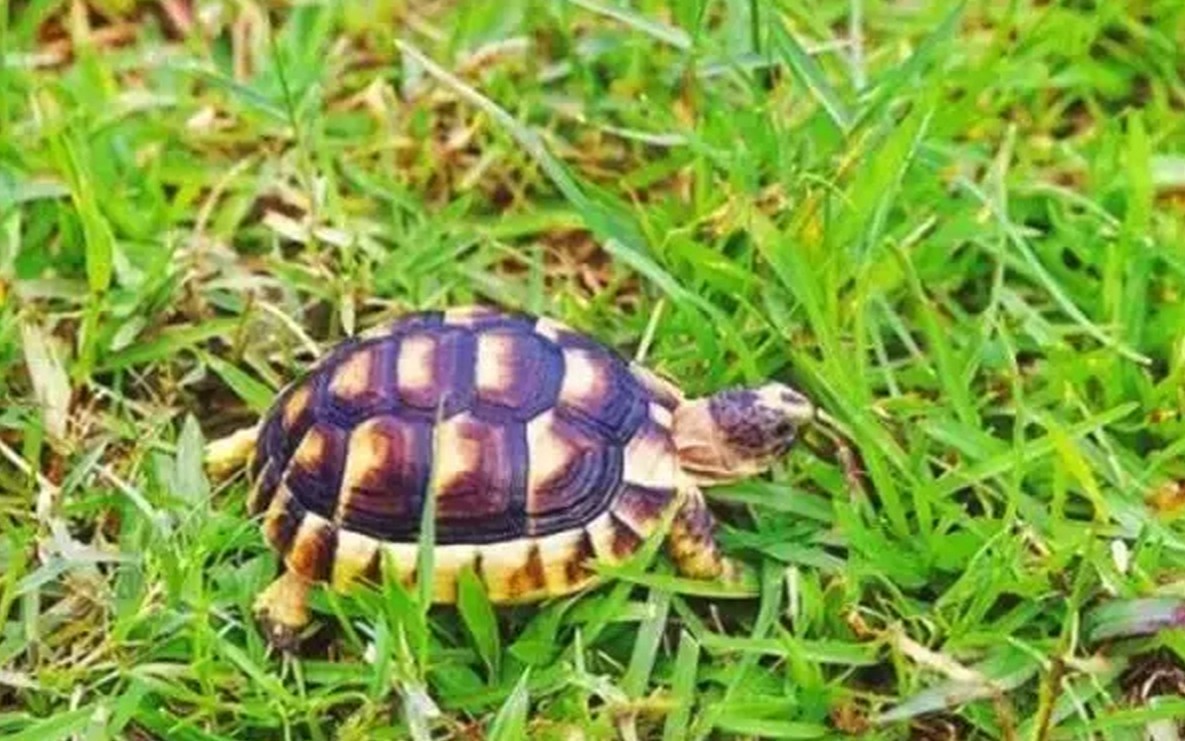 没有养过赫曼，都不好意思说自己是玩陆龟的，新手必备系列