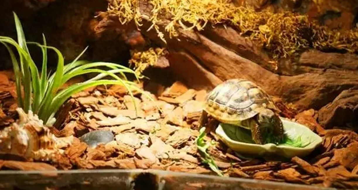 没有养过赫曼，都不好意思说自己是玩陆龟的，新手必备系列