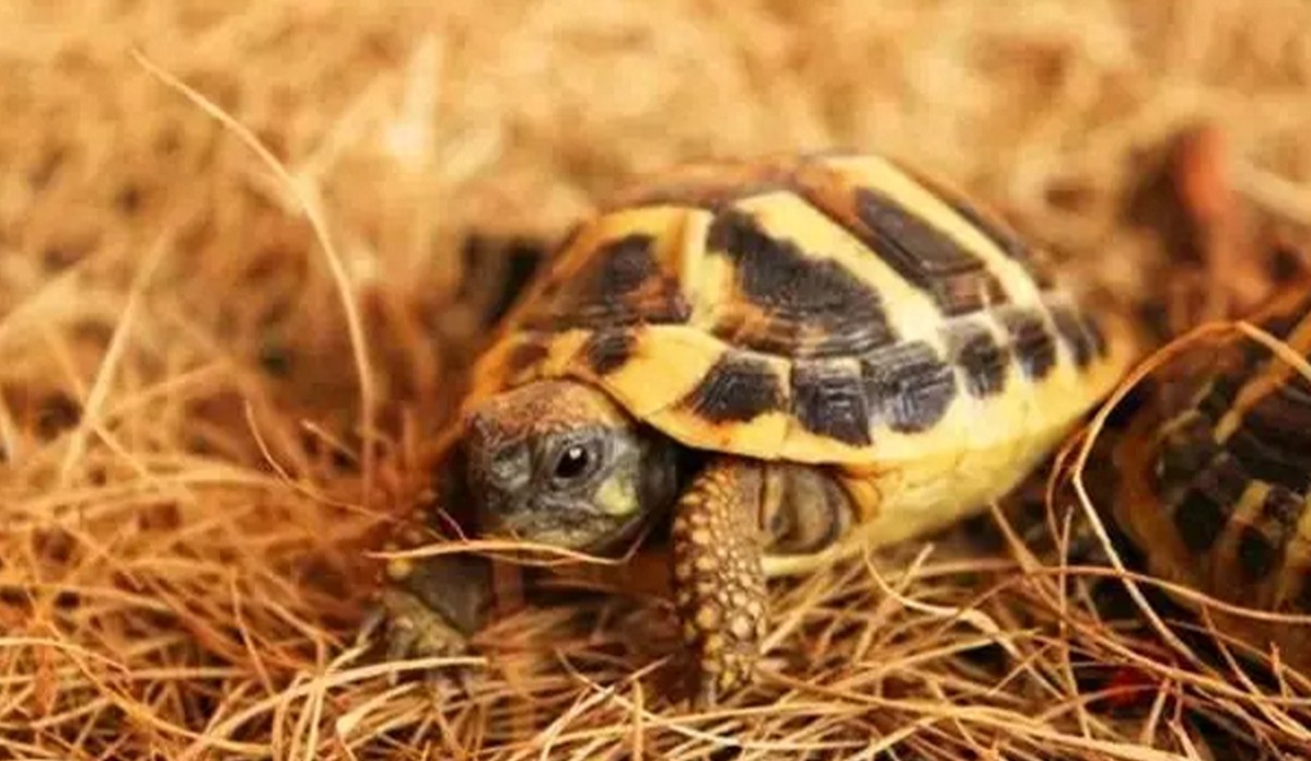 没有养过赫曼，都不好意思说自己是玩陆龟的，新手必备系列