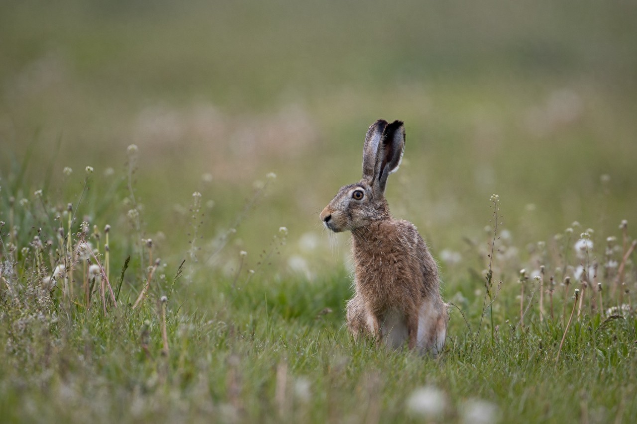 野兔是草原上常见的哺乳动物，逃跑迅速，和家兔有啥区别呢？