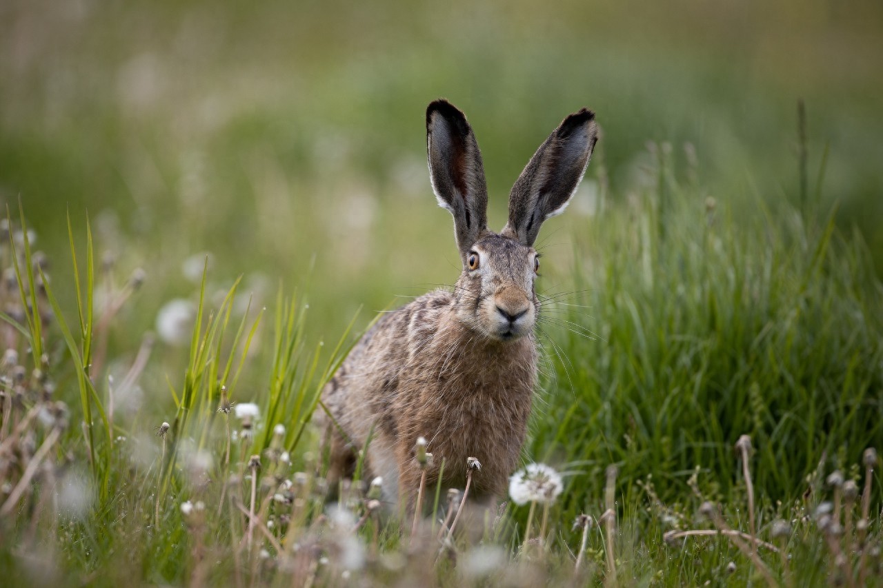 野兔是草原上常见的哺乳动物，逃跑迅速，和家兔有啥区别呢？