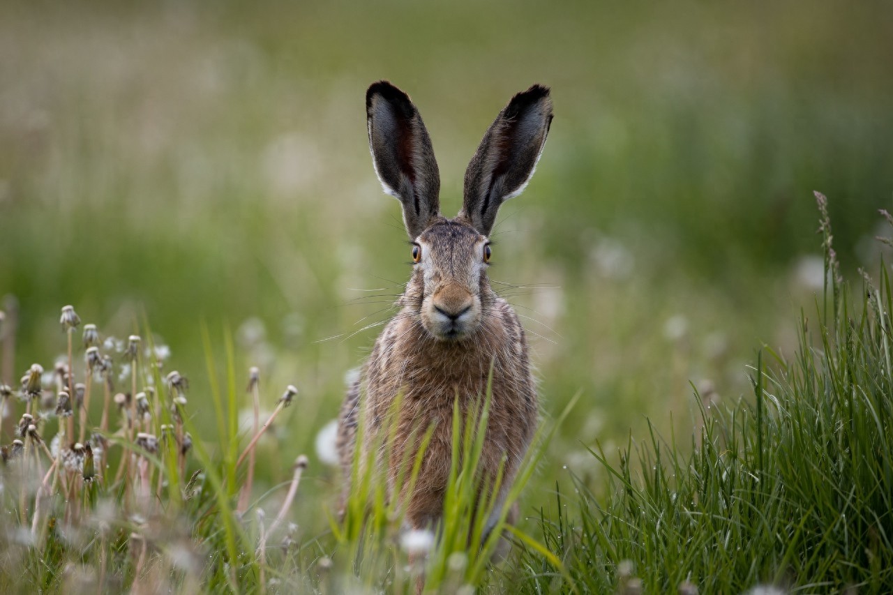 野兔是草原上常见的哺乳动物，逃跑迅速，和家兔有啥区别呢？