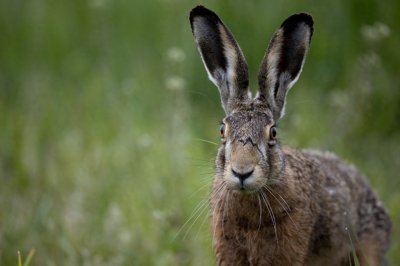 ​野兔是草原上常见的哺乳动物，逃跑迅速，和家兔有啥区别呢？