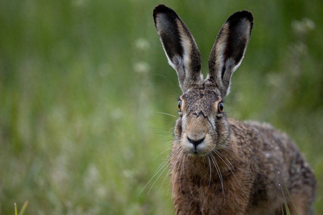 野兔是草原上常见的哺乳动物，逃跑迅速，和家兔有啥区别呢？