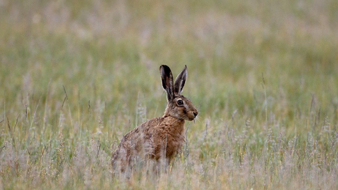 野兔是草原上常见的哺乳动物，逃跑迅速，和家兔有啥区别呢？
