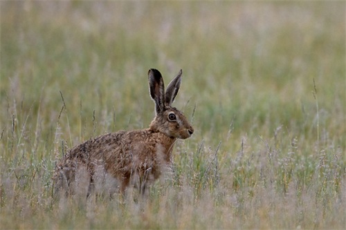 野兔是草原上常见的哺乳动物，逃跑迅速，和家兔有啥区别呢？