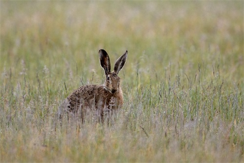 野兔是草原上常见的哺乳动物，逃跑迅速，和家兔有啥区别呢？