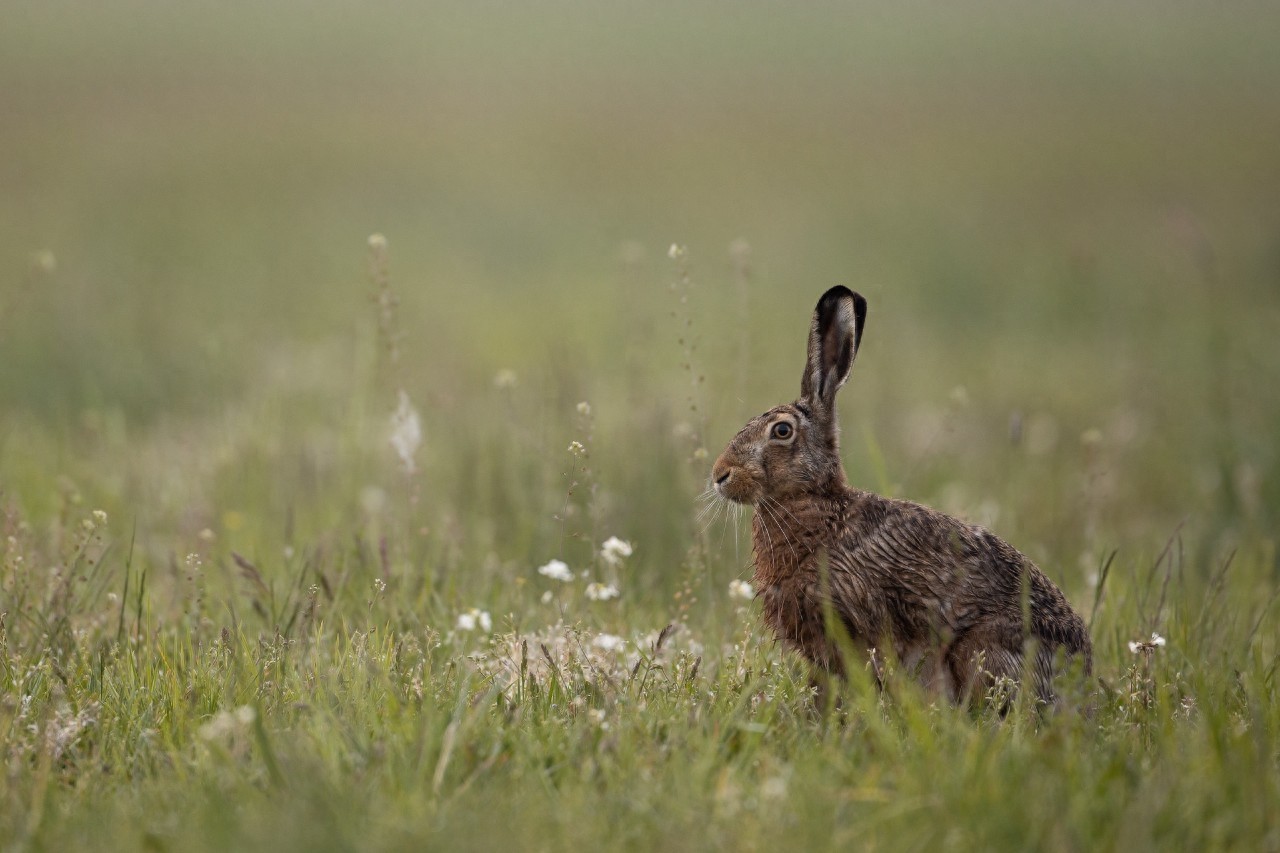 野兔是草原上常见的哺乳动物，逃跑迅速，和家兔有啥区别呢？