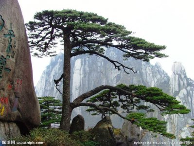 ​迎客松是怎么死的？