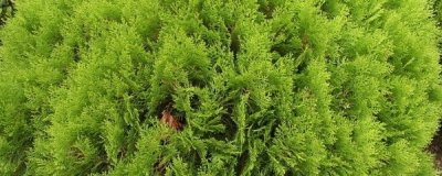 ​雾松盆景怎么养