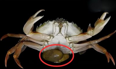​像藤壶一样的蟹奴，是怎样让螃蟹变成“僵尸蟹”的？