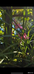 ​此花叫兰不是兰，最喜在风雨后花容大放，它叫“风雨兰”～